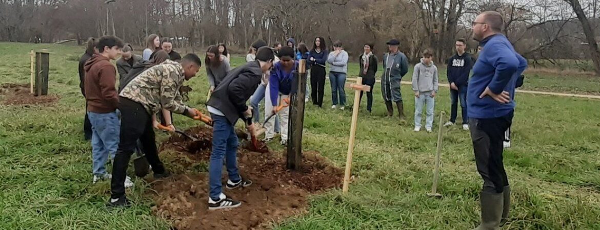 50 arbres fruitiers plantés